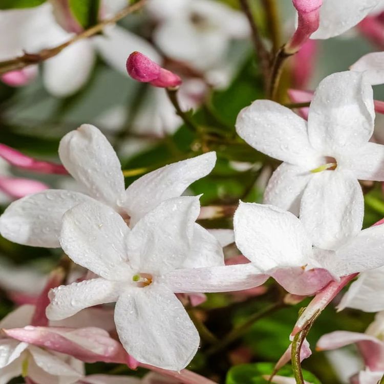 The Smell of Spring - Smart Vial (Aromatique)